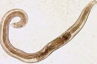 Parasites of cuts