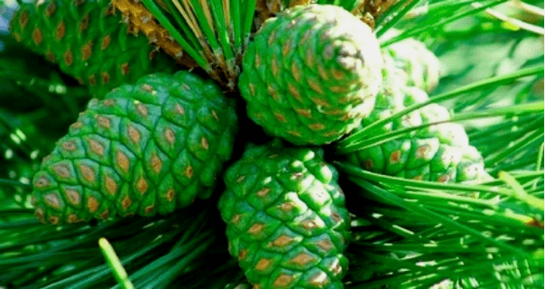 Green Candle Cones